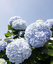 image (1).png